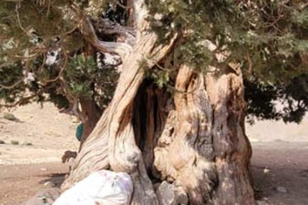 40d019c6-f757-4edf-bf81-67da9756bef5